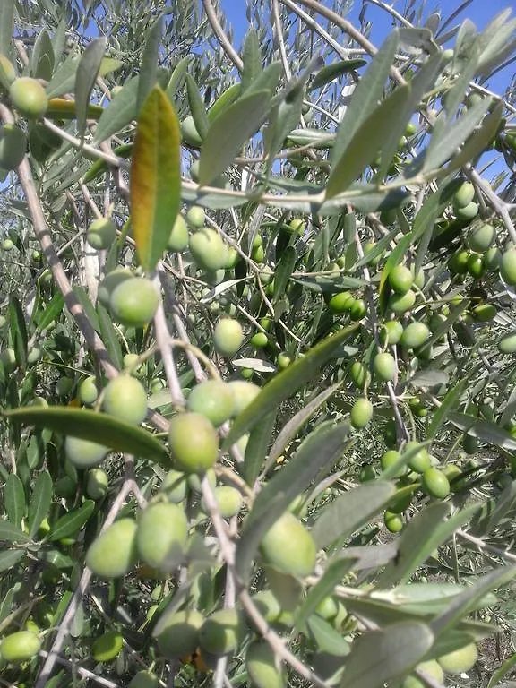 Podere La Concia Giuncarico